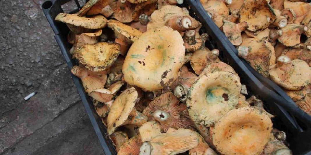 Şimşek ve gök gürültüsünden sonra çıkıyor, tek tek toplanıyor! Ormandan gelen geçim kaynağı: 450 TL’den satılıyor 2